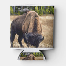 Bison du parc national de Yellowstone