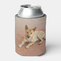 Dingo australien peut refroidir