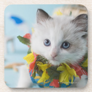Rag Doll Kitten and Summer Vacation Coaster