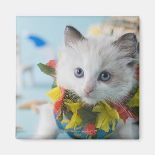 Rag Doll Kitten and Summer Vacation Magnet