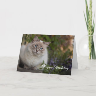 Ragdoll Birthday Card