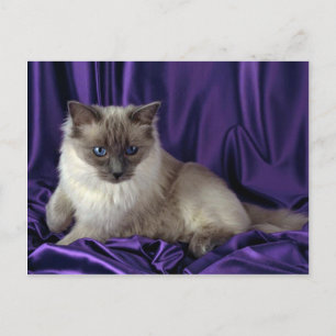 Ragdoll, blue point postcard