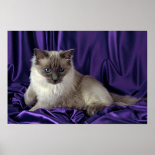 Ragdoll, blue point poster