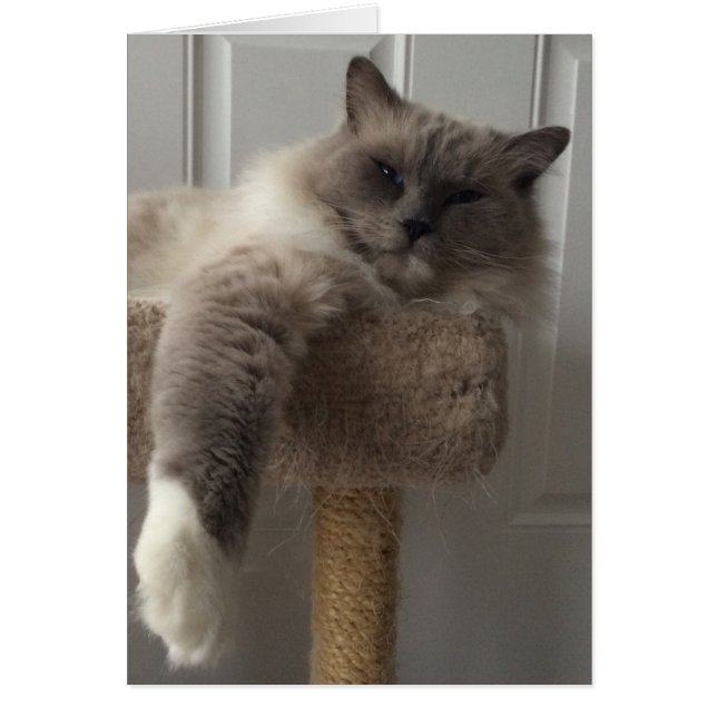 Ragdoll Cat (Front)