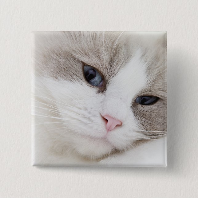 Ragdoll cat 2 inch square button (Front)