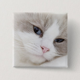 Ragdoll cat 2 inch square button