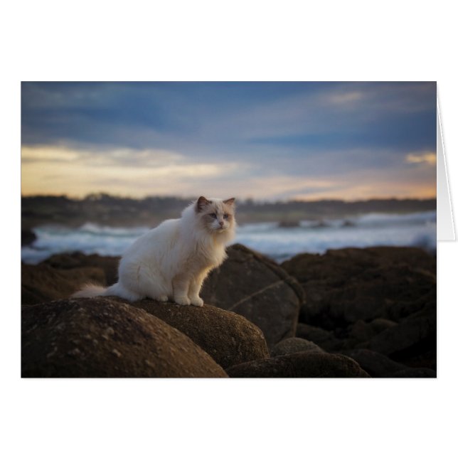 Ragdoll Cat At The Beach (Front Horizontal)
