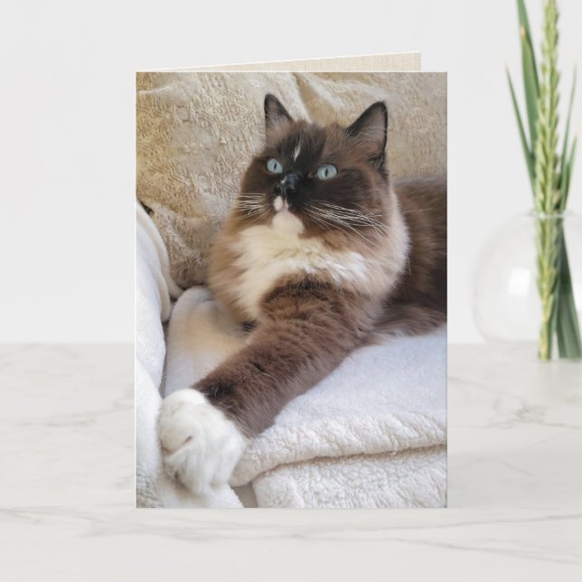 Ragdoll Cat Birthday Card (Front)