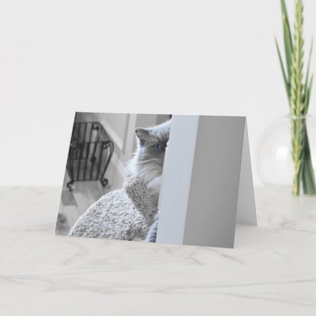 Ragdoll Cat, card (Front)