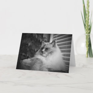 Ragdoll Cat card