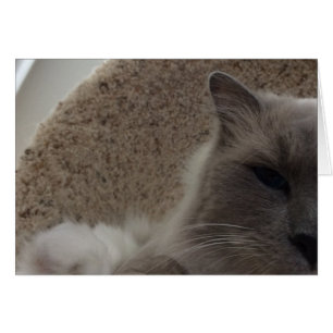 Ragdoll Cat, card