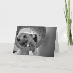 Ragdoll Cat, card