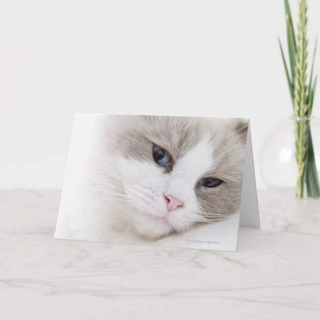 Ragdoll cat card (Front)