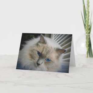 Ragdoll Cat card