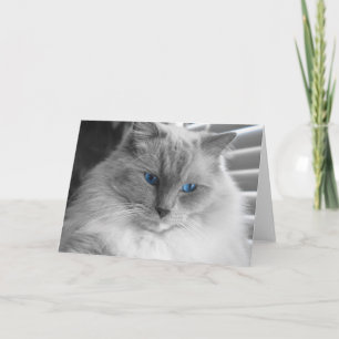 Ragdoll Cat Card