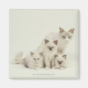 Ragdoll cat female with kittens magnet