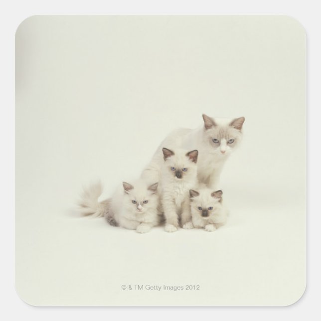 Ragdoll cat female with kittens square sticker (Front)