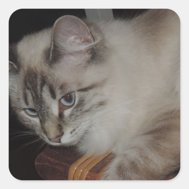 Ragdoll Cat Kitten Original Photo Design Square Sticker (Front)