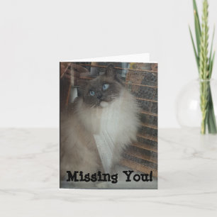 Ragdoll Cat - Missing You! Card