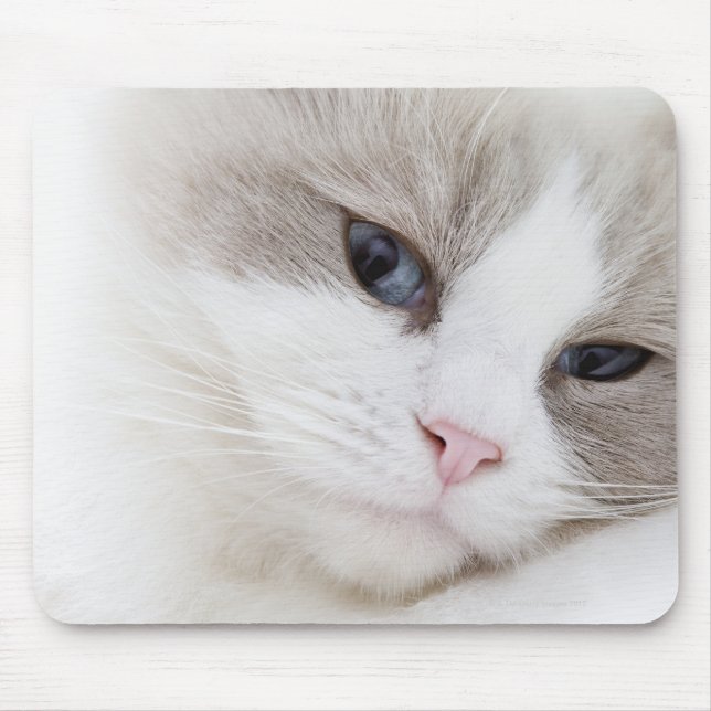 Ragdoll cat mouse pad (Front)
