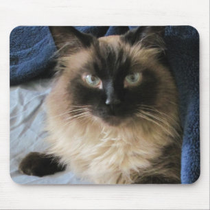 Ragdoll Cat Mouse Pad