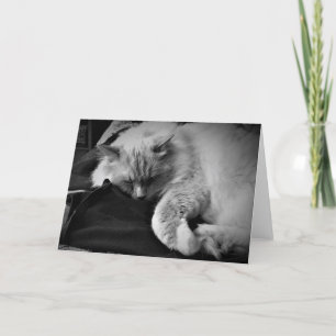 Ragdoll Cat / Noir, card