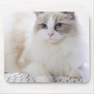 Ragdoll cat on computer keyboard mouse pad