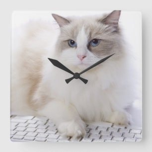 Ragdoll cat on computer keyboard square wall clock