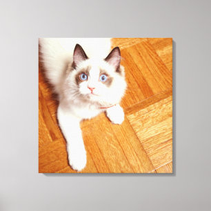 Ragdoll cat on floor, elevated view canvas print