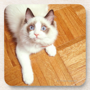Ragdoll cat on floor, elevated view coaster