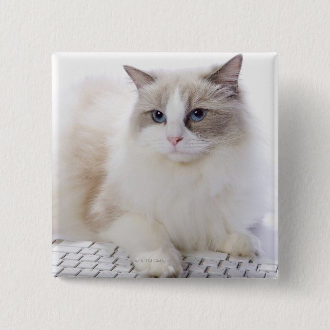 Ragdoll Cat on Keyboard 2 Inch Square Button (Front)