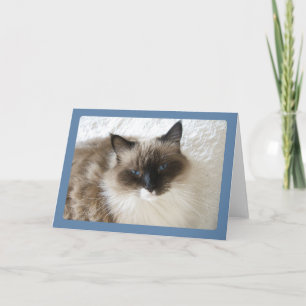 Ragdoll Cat Portrait Greeting Card