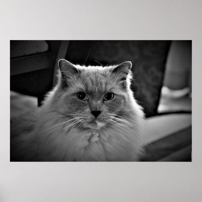 Ragdoll Cat, Poster (Front)