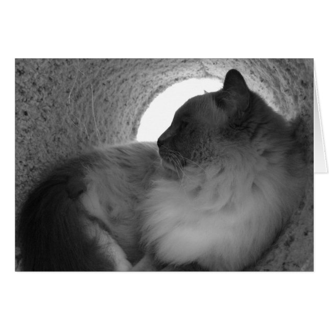 Ragdoll Cat Profile - Noir, card (Front Horizontal)