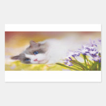 Ragdoll Cat Stickers