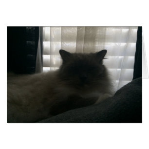 Ragdoll Cat – Watcher at Dusk
