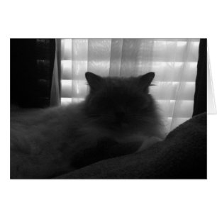 Ragdoll Cat – Watcher at Dusk - Noir