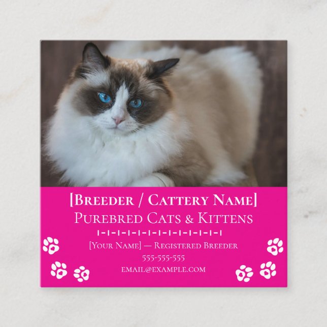 Ragdoll Cattery Customizable Cat Breeder  Square Business Card (Front)