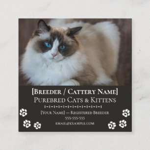 Ragdoll Cattery Customizable Cat Breeder Square Business Card