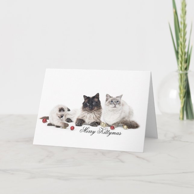 Ragdoll family Christmas card (Front)
