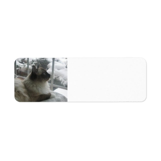 Ragdoll Himalayan Chat Kitty neige scène de Noël (Devant)