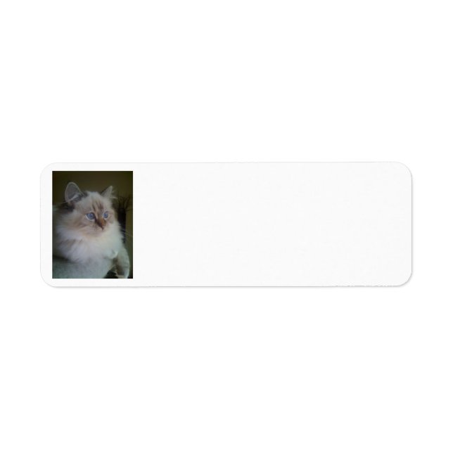 Ragdoll Himalayan Chat Retourner l'adresse Étiquet (Devant)