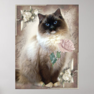 Ragdoll holding single rose poster