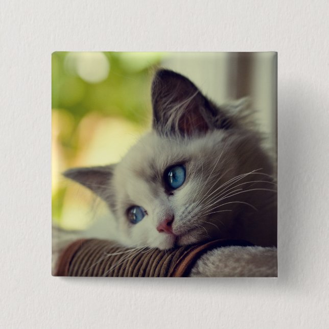 Ragdoll Kitten 2 Inch Square Button (Front)