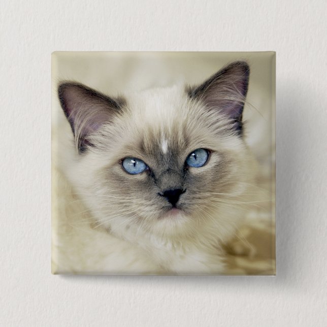 Ragdoll kitten 2 inch square button (Front)