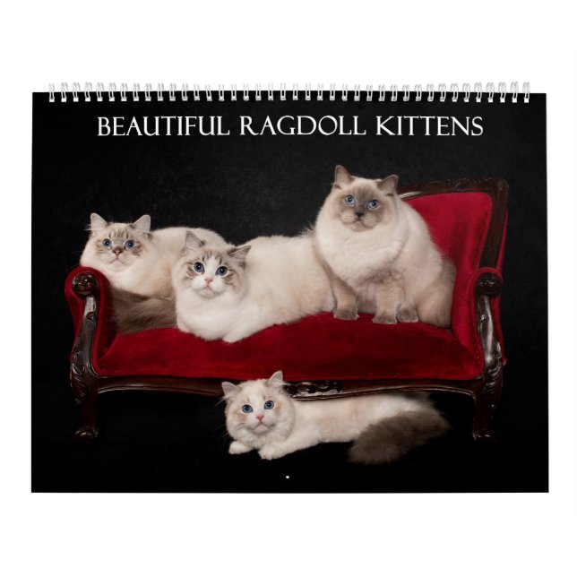 Ragdoll Kitten Calendar (Cover)