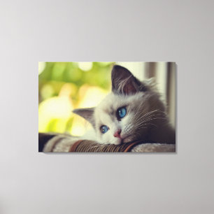 Ragdoll Kitten Canvas Print