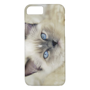 Ragdoll kitten iPhone 8/7 case