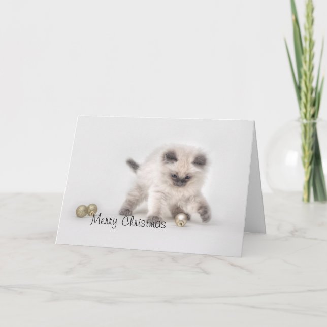 Ragdoll kitten Christmas card (Front)