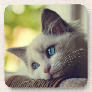 Ragdoll Kitten Coaster